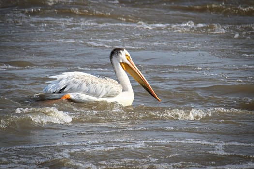 An American White Pelican swims in white water.