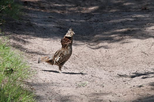 A ruffed grouse on a gravel road.