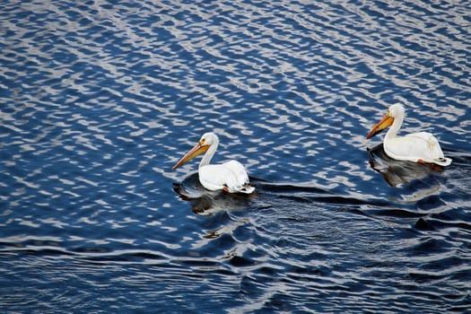 Two pelicans swim in blue reflective water.