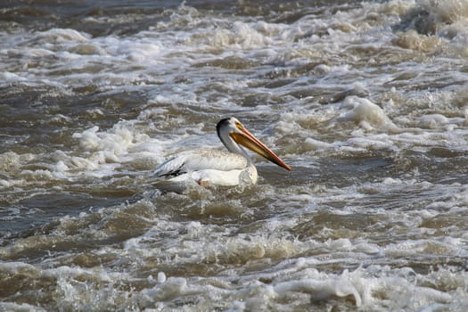 An American White Pelican swims in white water.