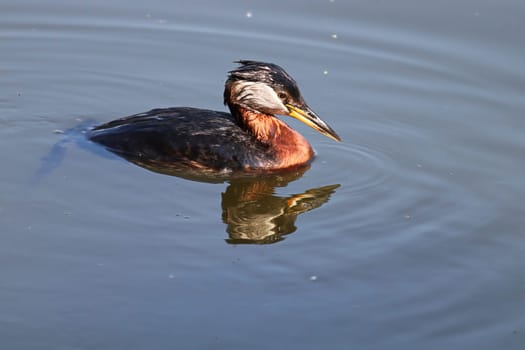 Closeup of a red-necked grebe swimming in reflective water.