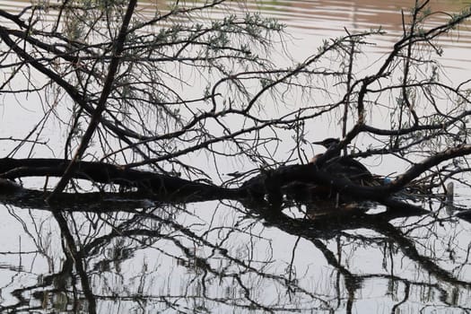 A red-necked grebe on a nest silhouette by a fallen tree.