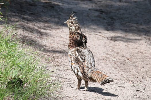A ruffed grouse displaying on a gravel road.