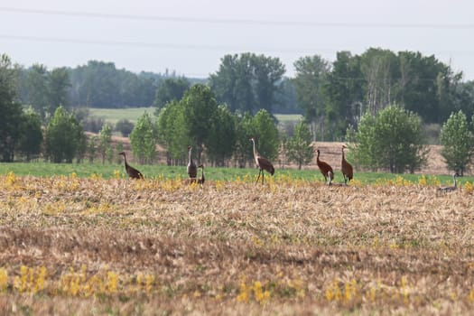 A flock of sandhill cranes rest in a field.