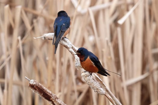 Closeup of a barn swallows sitting on cattail reeds.
