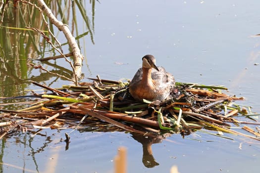 A red necked grebe sits on a floating nest.