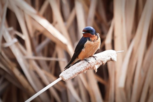 Closeup of a barn swallow sitting on cattail reeds.