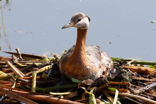 Closeup of a red necked grebe sitting on a nest.