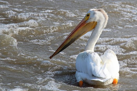 Back and side view of a large pelican swimming.