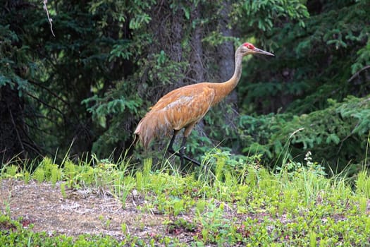 And adult sandhill crane stands in grass by a forest.