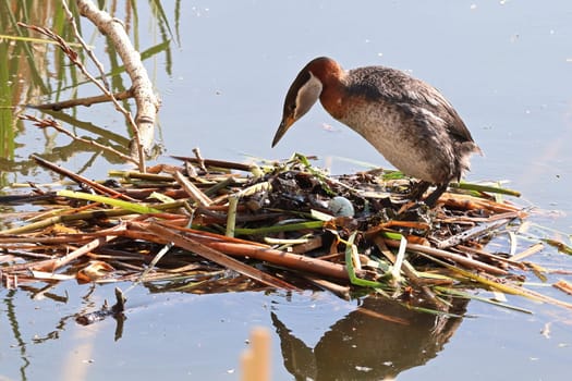 A red necked grebe stands over an egg on a nest.
