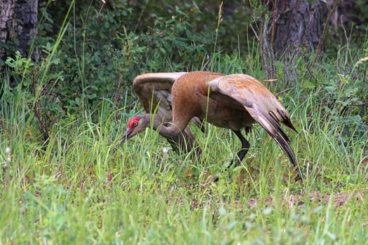 An adult male sandhill crane displaying for a mate.