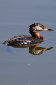 Closeup of a red-necked grebe swimming in reflective water.