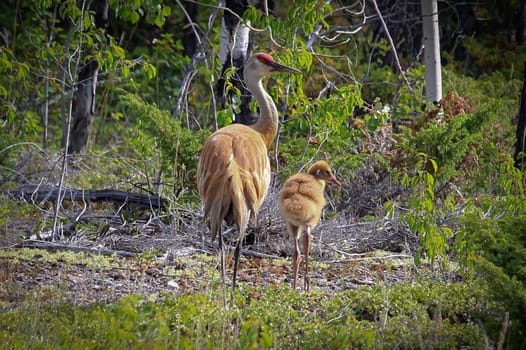 An adult and chick sandhill crane in the forest.
