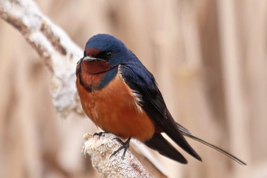 Closeup of a barn swallow sitting on cattail reeds.