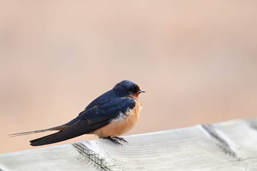 Closeup of a barn swallow sitting on a wooden edge.