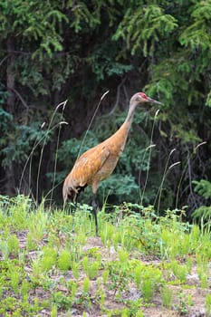 And adult sandhill crane stands in grass by a forest.