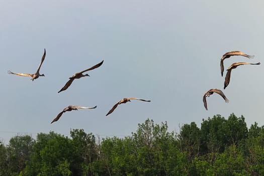 A flock of sandhill cranes in flight.
