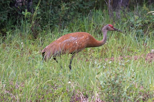 And adult sandhill crane stands in grass by a forest.