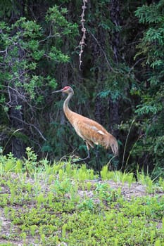 And adult sandhill crane stands in grass by a forest.