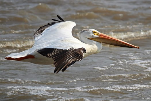 An American White Pelican flying displaying its black tip wings.