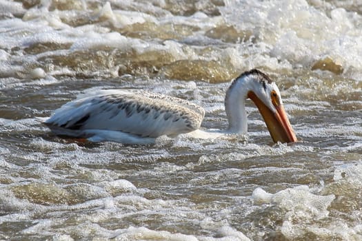 An American White Pelican swims in white water.