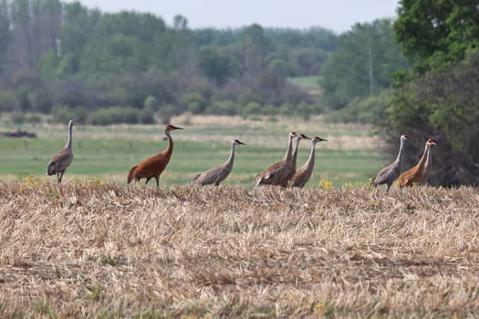 A flock of sandhill cranes rest in a field.