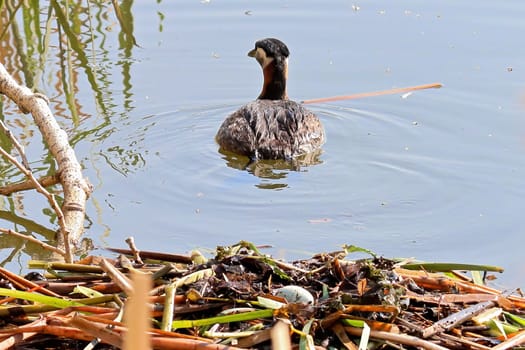 A red-necked grebe swims away from a nest with an egg.