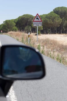 Metal pole with traffic signal warning iberian lynx crossing. Road–kills are considered a chief cause of death in the Iberian lynx