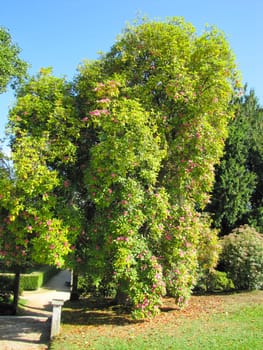 A walking park in Vigo, Spain. Green Park.