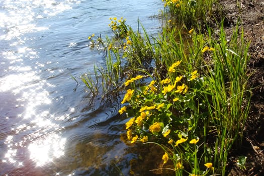 Yellow flowers on the shore by the water. Flowers in Hakqa Khakassia.