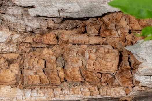Old and decayed interface of a felled tree with green leaves and kopy-space as a background