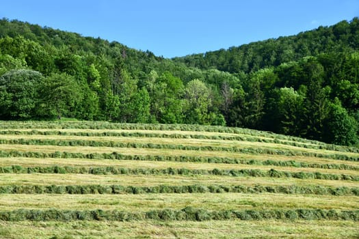 haymaking