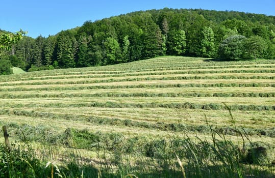 haymaking