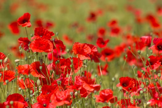 in the meadow - wild poppy flowers - soft focus
