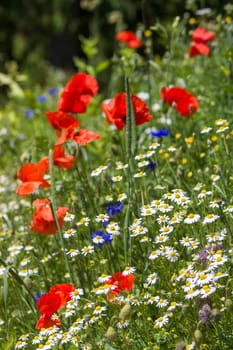 in the meadow - wild flowers - poppies, chamomiles, cornflowers