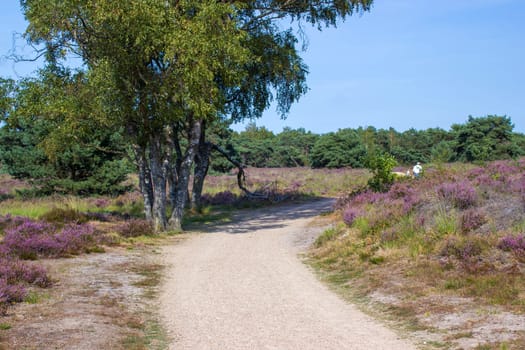 Heathland in National Park Maasduinen in the Netherlands