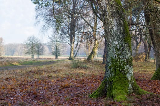 winter nature landscape - winter forest - Brachter Wald in Germany