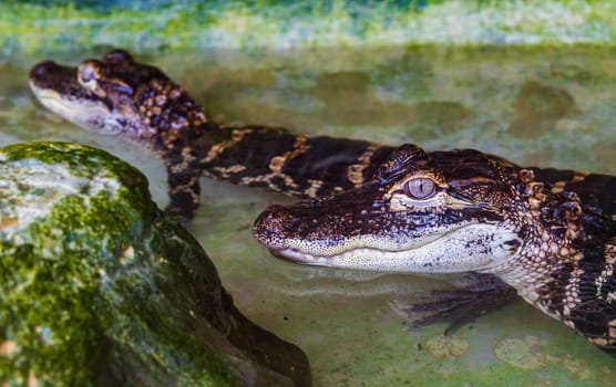 Two young american alligators basking