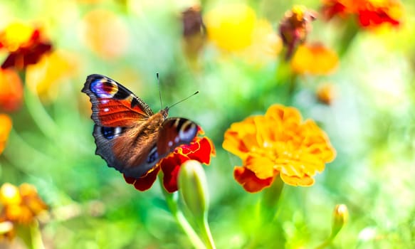 European peacock butterfly deploying wings