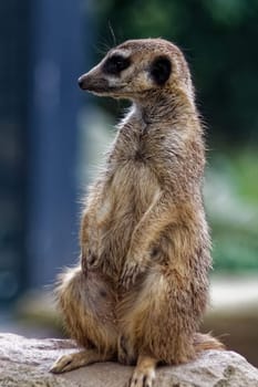 Meerkat