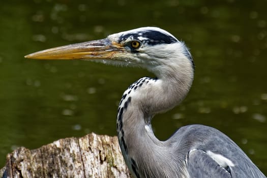 Gray heron