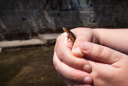Iberian newt from Lagina stream. A shalow river with runs in the middle of Acebo village, Sierra de Gata, Extremadura, Spain