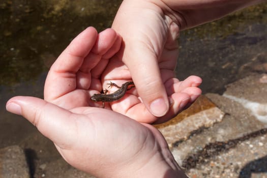 Iberian newt from Lagina stream. A shalow river with runs in the middle of Acebo village, Sierra de Gata, Extremadura, Spain