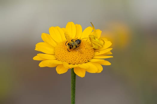 A Misumena vatia flower crab spider with a bee on an yellow aster flower.