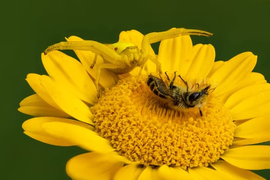 A Misumena vatia flower crab spider with a bee on an yellow aster flower.