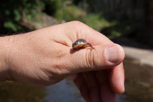 Iberian newt from Lagina stream. A shalow river with runs in the middle of Acebo village, Sierra de Gata, Extremadura, Spain