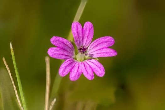 Detail view of the flowers of the Veronica speedwell plant against a blurred background