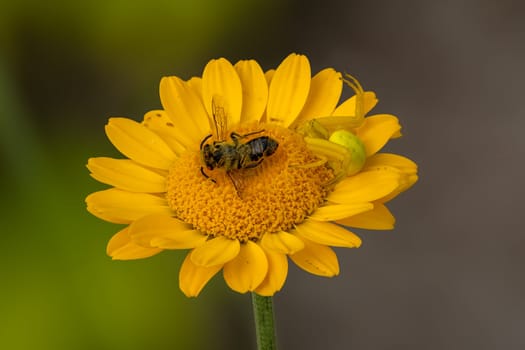 A Misumena vatia flower crab spider with a bee on an yellow aster flower.