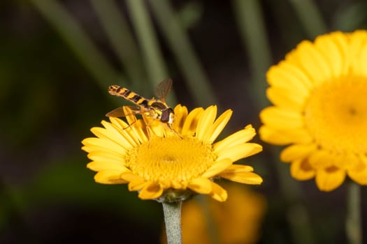Hover fly sits on a yellow garden flower against a green blurred background